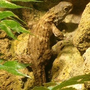 Tuatara