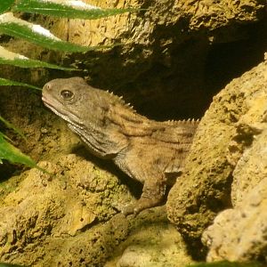Tuatara