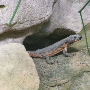 Mozambique girdled lizard