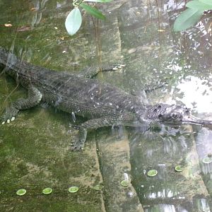 Indian gharial