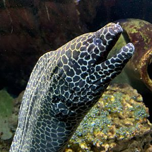 Laced moray
