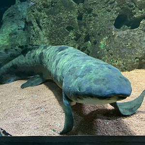 Australian lungfish