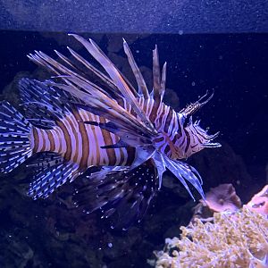 Red lionfish
