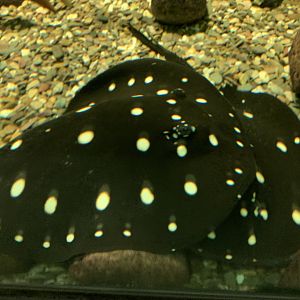 White-blotched river stingray