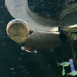 Electric eel