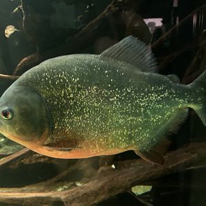 Blackspot piranha