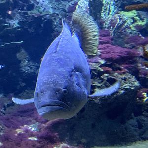 Giant grouper