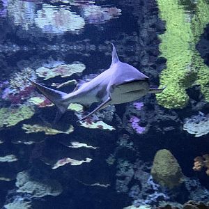 Blacktip reef shark