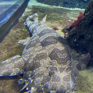 Spotted wobbegong