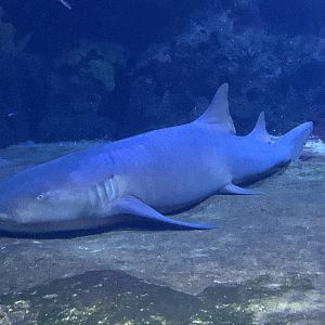 Atlantic nurse shark