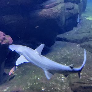 Bonnethead shark