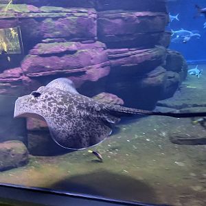 Black-spotted stingray