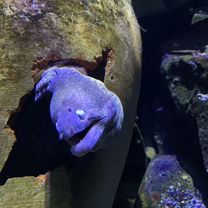 Mediterranean moray