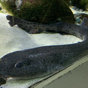 Small-spotted catshark