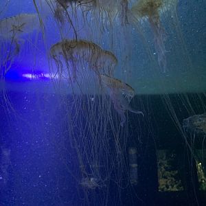 Japanese sea nettle