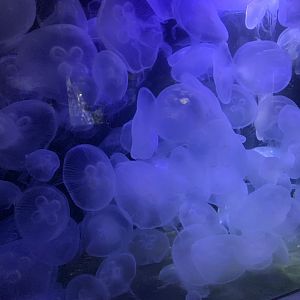 Moon jellyfish