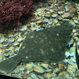 European flounder