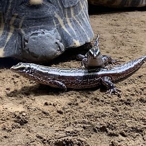 Four-lined girdled lizard