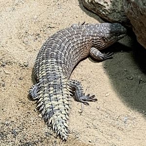 Gidgee skink