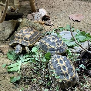 Malagasy spider tortoise