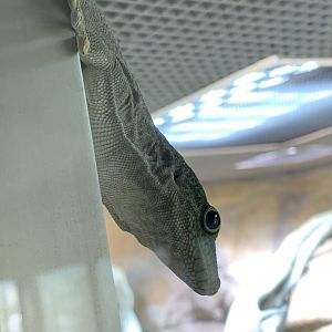 Standing's day gecko