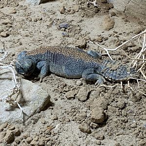 Oman spiny-tailed lizard