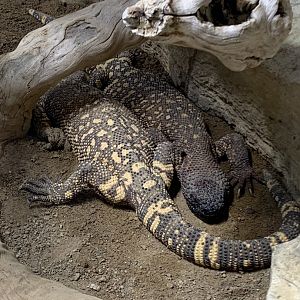 Rio Fuerte beaded lizards