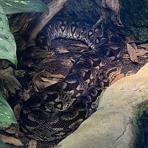Dumeril's boa