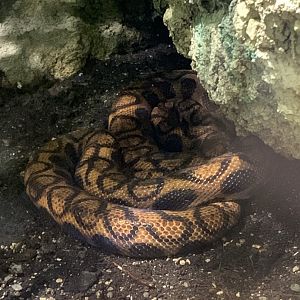 Brazilian rainbow boa