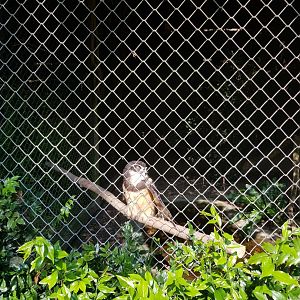Planckendael Spectacled owl