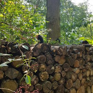 Planckendael young Golden-headed lion tamarin
