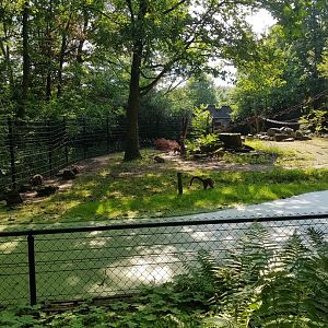 Planckendael Chacoan peccary with pigglets and White-nosed coati