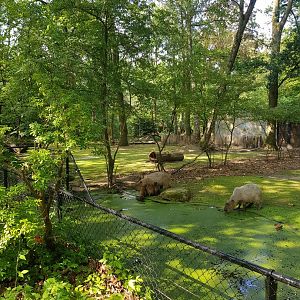 Planckendael Capybara with young