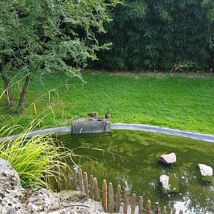 Planckendael Southern black-bellied whistling-duck with chicks