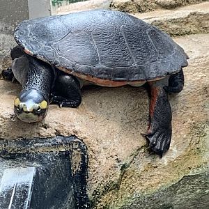 Red-bellied short-necked turtle