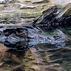 Smooth-fronted caiman