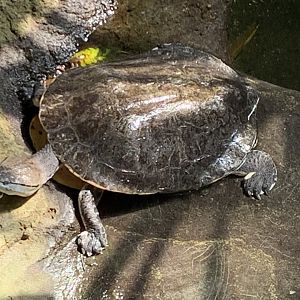 Hilaire’s side-necked turtle