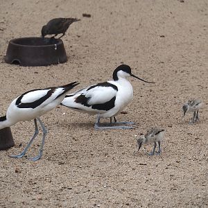 Pied avocets (Recurvirostra avosetta), 2024-05-21