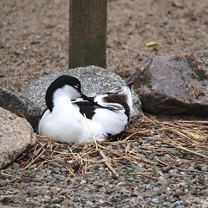 Pied avocet on the nest (Recurvirostra avosetta), 2024-05-21