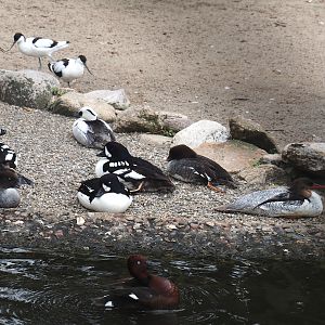 Different species of seaduck, 2024-05-21