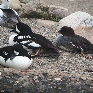 Barrow’s goldeneye (Bucephala islandica) and Smew (Mergellus albellus), 2024-05-21