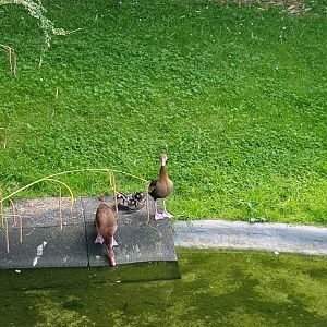 Planckendael Southern black-bellied whistling-duck with chicks
