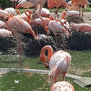 Planckendael Flamingo with chicks