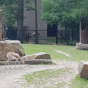 Planckendael North African ostrich and dorcas gazelle