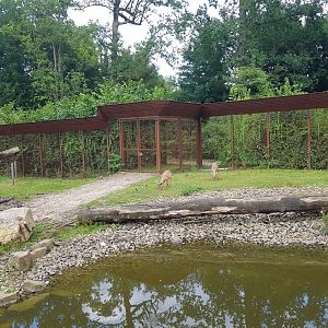 Planckendael Barbary sheep