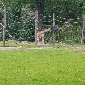 Planckendael Kordofan giraffe young