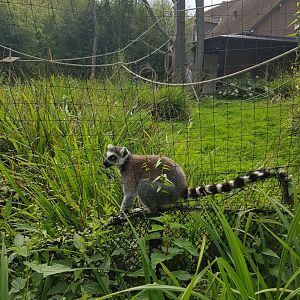 Planckendael Ring-tailed lemur