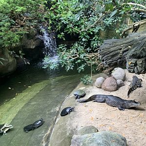 Spectacled caiman exhibit