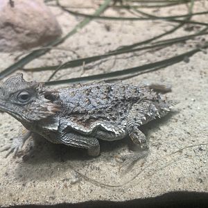 Short-tail horned lizard