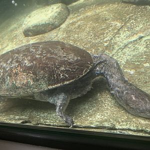 Siebenrock’s snake-necked turtle